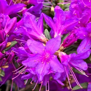 Rhododendron Plants Live Bush Shrubs for Planting, Azalea Bush Ready Plant, Live Rhododendron Plant Azalea