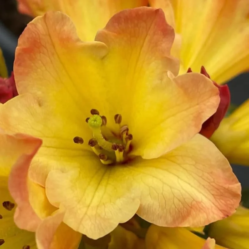 Rhododendron Plants Live Bush Shrubs for Planting, Azalea Bush Ready Plant, Live Rhododendron Plant Azalea