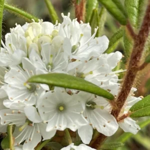 Rhododendron Plants Live Bush Shrubs for Planting, Azalea Bush Ready Plant, Live Rhododendron Plant Azalea