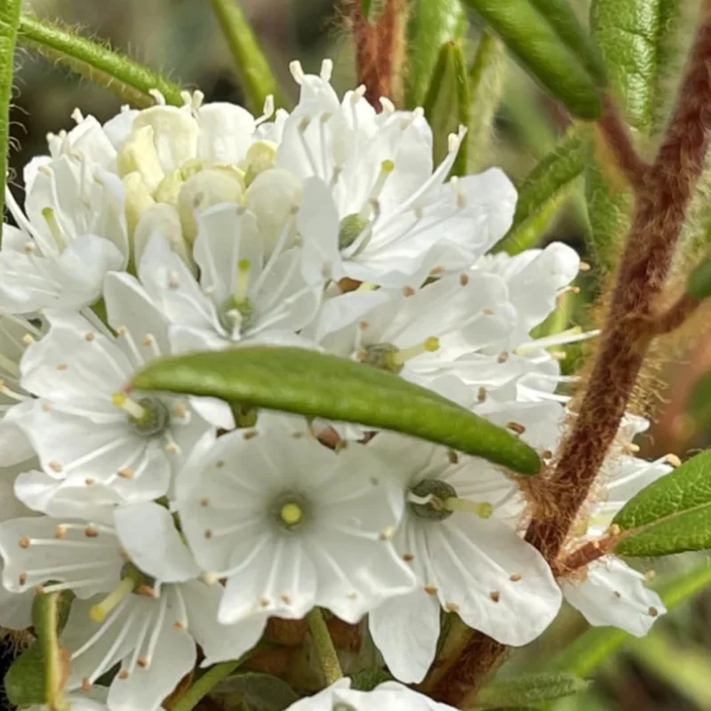 Rhododendron Plants Live Bush Shrubs for Planting, Azalea Bush Ready Plant, Live Rhododendron Plant Azalea