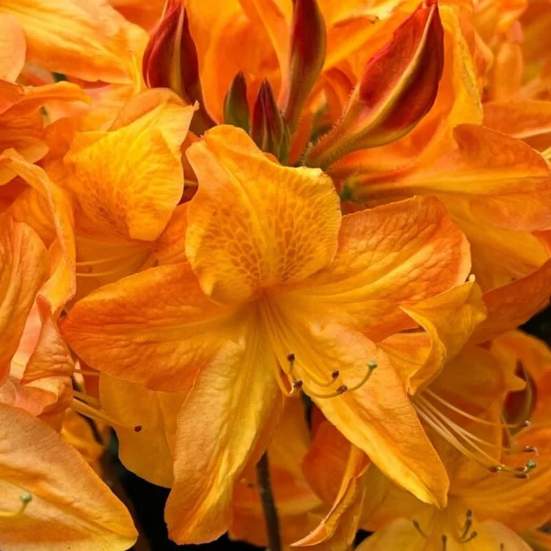 Rhododendron Plants Live, Azalea Rhododendron Bush Shrubs for Planting, Azalea Bush Ready Plant, Live Rhododendron Plant Azalea