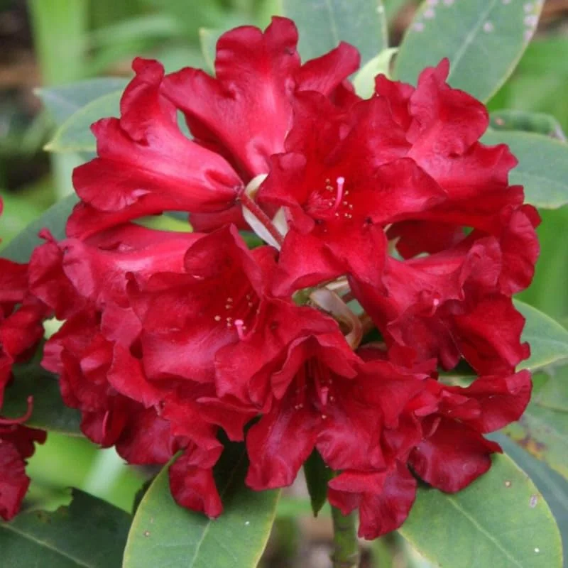 Rhododendron Plants Live, Azalea Rhododendron Bush Shrubs for Planting, Azalea Bush Ready Plant, Live Rhododendron Plant Azalea