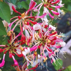 Climbing Honeysuckle Plant, Honeysuckle Plant Live, Fragrant Honeysuckle Plants Vine, Honeysuckle Bushes in 2.5 Inch Pot