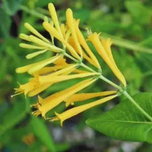 Climbing Honeysuckle Plant, Honeysuckle Plant Live, Fragrant Honeysuckle Plants Vine, Honeysuckle Bushes in 2.5 Inch Pot