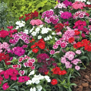 2 Dianthus Live Plant, Dianthus Carnation Perennial Plant Live, Very Fragrant Mixed Colors