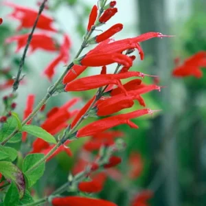 Sage Live Plant, Salvia Plant Live Herb for Grow Indoors Outdoor in 3 Inch Pot