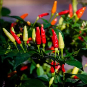 Pepper Plant Live in 2.5 Inch Pot for Planting Outdoor