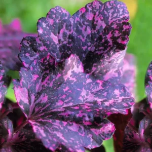 Heuchera Plant Shrubs Live Perennial, Coral Bells Plant Live 2.5 Inch Pot, Shade Heucherella Plant