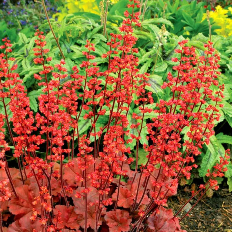 Coral Bells Heuchera Live Plant in 2.5 Inch Pot, Perennial and Shade Heucherella Bushes Shrubs Plant