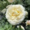 Fragrant Rose Plant Live Bush Shrub, Old-fashioned Rose Summer Rebloomer in 4 Inch Pot, Lanscape Rose Plant