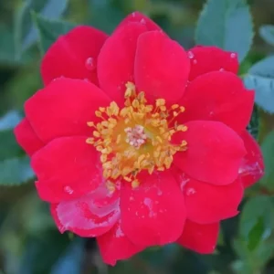 Fragrant Rose Plant Live Bush Shrub, Old-fashioned Rose Summer Rebloomer in 4 Inch Pot, Lanscape Rose Plant
