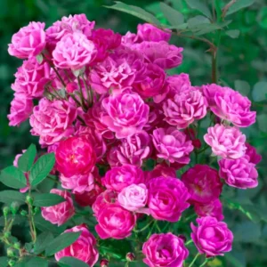 Fragrant Rose Plant Live Bush Shrub, Old-fashioned Rose Summer Rebloomer in 4 Inch Pot, Lanscape Rose Plant