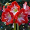 Amaryllis Plant Bulb in Wax, Holiday Decorations Blooms