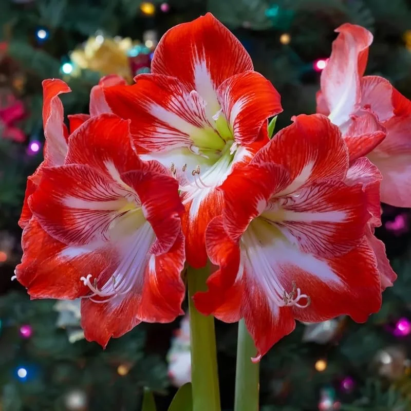 Amaryllis Plant Bulb in Wax, Holiday Decorations Blooms