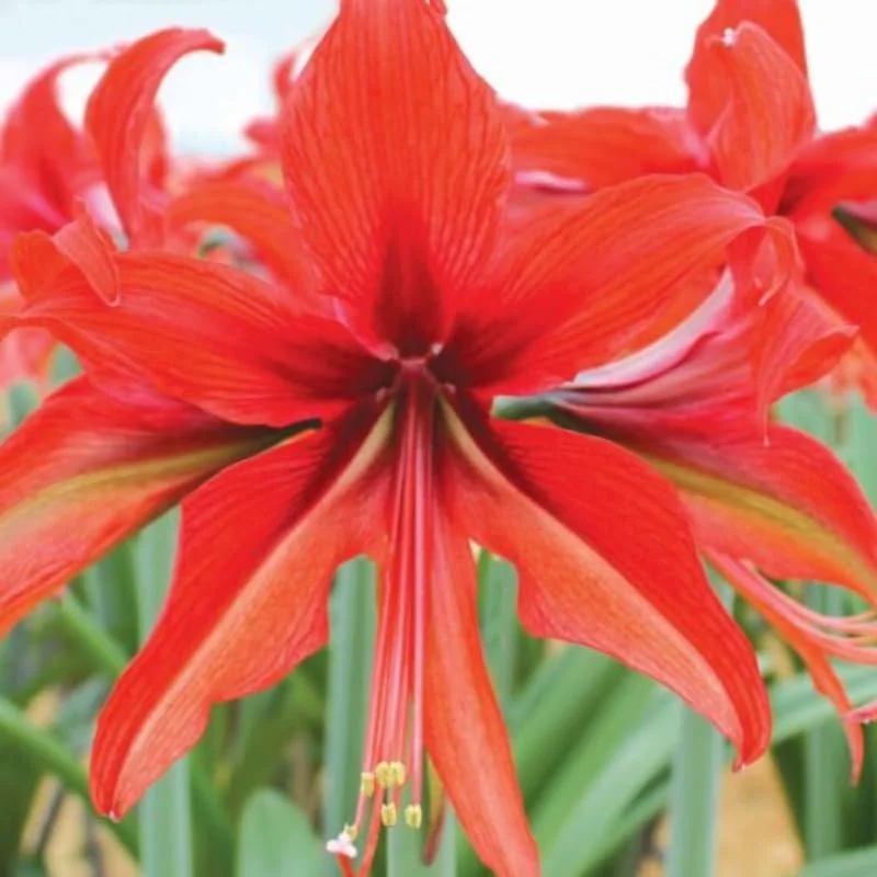 Amaryllis Plant Bulb in Wax, Holiday Decorations Blooms