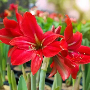 Amaryllis Plant Bulb in Wax, Holiday Decorations Blooms