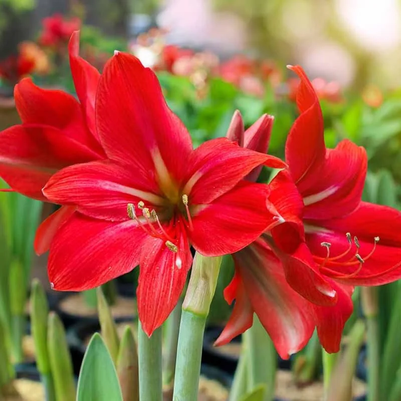 Amaryllis Plant Bulb in Wax, Holiday Decorations Blooms