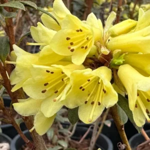 Rhododendron Plants Live, 1-3 Years Old Azalea Plants Live Shrubs Bushes for Planting, Very Well Rooted Ready to Plant