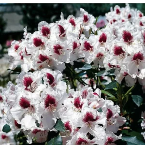 Rhododendron Plants Live, 1-3 Years Old Azalea Plants Live Shrubs Bushes for Planting, Very Well Rooted Ready to Plant
