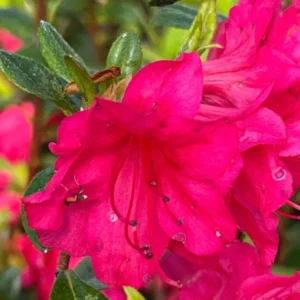 Rhododendron Plants Live, 1-3 Years Old Azalea Plants Live Shrubs Bushes for Planting, Very Well Rooted Ready to Plant