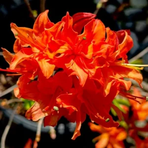 Rhododendron Plants Live, 1-3 Years Old Azalea Plants Live Shrubs Bushes for Planting, Very Well Rooted Ready to Plant