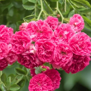 Deep Pink Rose Climber Plant, Pink Climbing Rose, Zone 5 to 9, Size 5 to 7 Inches and Bare Root