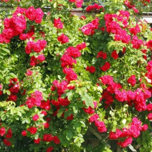 Deep Pink Rose Climber Plant, Pink Climbing Rose, Zone 5 to 9, Size 5 to 7 Inches and Bare Root