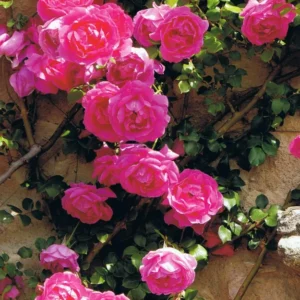 Deep Pink Rose Climber Plant, Pink Climbing Rose, Zone 5 to 9, Size 5 to 7 Inches and Bare Root