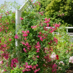 Deep Pink Rose Climber Plant, Pink Climbing Rose, Zone 5 to 9, Size 5 to 7 Inches and Bare Root