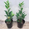 Set of 2 Bay Leaf Trees Live Plants, Laurus Nobilis Sweet Bay Tree Laurel, Well Rooted Plant Live, 4 to 8 Inc Tall