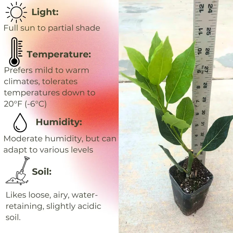 Set of 2 Bay Leaf Trees Live Plants, Laurus Nobilis Sweet Bay Tree Laurel, Well Rooted Plant Live, 4 to 8 Inc Tall