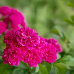 Deep Pink Rose Climber Plant, Pink Climbing Rose, Zone 5 to 9, Size 5 to 7 Inches and Bare Root