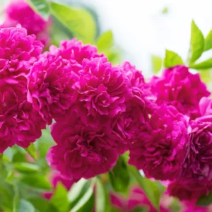 Deep Pink Rose Climber Plant, Pink Climbing Rose, Zone 5 to 9, Size 5 to 7 Inches and Bare Root