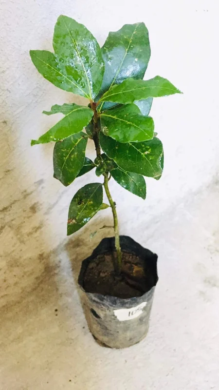 Set of 2 Bay Leaf Trees Live Plants, Laurus Nobilis Sweet Bay Tree Laurel, Well Rooted Plant Live, 4 to 8 Inc Tall
