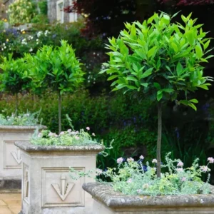 Set of 2 Bay Leaf Trees Live Plants, Laurus Nobilis Sweet Bay Tree Laurel, Well Rooted Plant Live, 4 to 8 Inc Tall