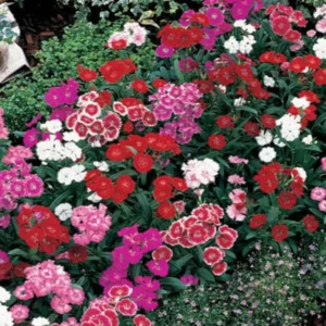 Set 10 Perennial Dianthus Mixed Plants Live, Set 10 Plants Dwarf Dianthus for Planting, No Pot