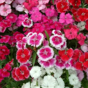 Set 10 Perennial Dianthus Mixed Plants Live, Set 10 Plants Dwarf Dianthus for Planting, No Pot