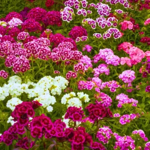 Set 10 Perennial Dianthus Mixed Plants Live, Set 10 Plants Dwarf Dianthus for Planting, No Pot