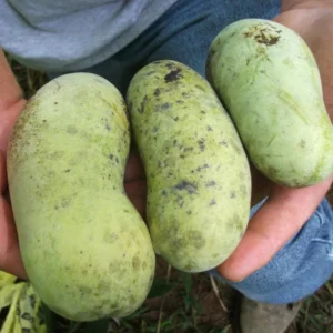 Set of 2 Pawpaw Trees Live Plants, Paw Paw Asimina Triloba, Well Rooted Plant Live, 7 to 16 Inc Tall, Mango Papaya Like