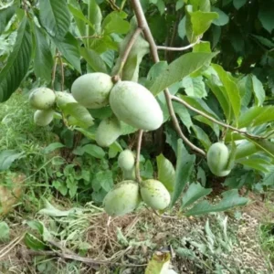 Set of 2 Pawpaw Trees Live Plants, Paw Paw Asimina Triloba, Well Rooted Plant Live, 7 to 16 Inc Tall, Mango Papaya Like