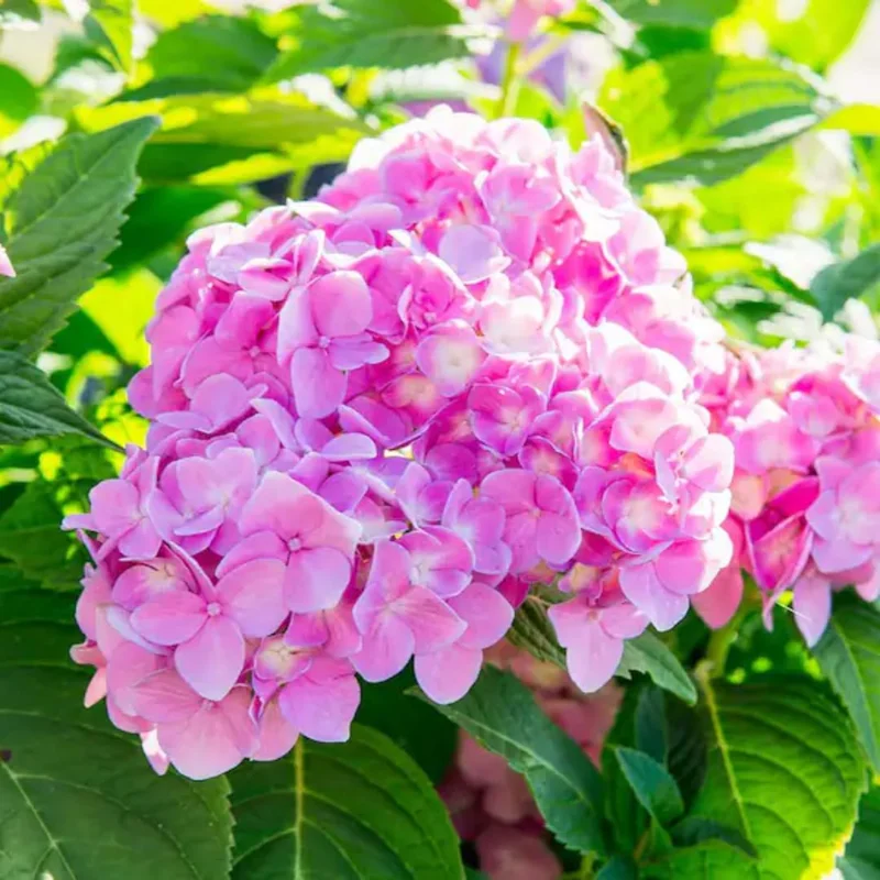 Pink to Blue Hydrangea Plant Live, 1 Year Old Tree Hydrangea, 6 Inc Tall, Cut Back, No Pot