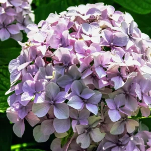 Pink to Blue Hydrangea Plant Live, 1 Year Old Tree Hydrangea, 6 Inc Tall, Cut Back, No Pot