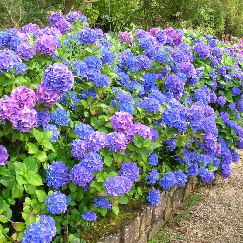 Pink to Blue Hydrangea Plant Live, 1 Year Old Tree Hydrangea, 6 Inc Tall, Cut Back, No Pot
