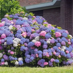 Pink to Blue Hydrangea Plant Live, 1 Year Old Tree Hydrangea, 6 Inc Tall, Cut Back, No Pot