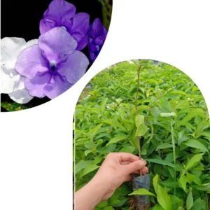 Brunfelsia Tree Live Plant, Yesterday Today Tomorrow Plant, Change Color Flower, Brunfelsia Bush Shrub for Bonsai In Garden, Spring Bloom