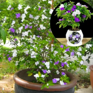 Brunfelsia Tree Live Plant, Yesterday Today Tomorrow Plant, Change Color Flower, Brunfelsia Bush Shrub for Bonsai In Garden, Spring Bloom