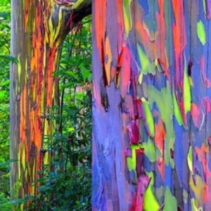 Large Eucalyptus Rainbow Tree, 48 - 70 Inches Tall, Dormant, No Leaf Until Spring, Live Rainbow Eucalyptus Plant