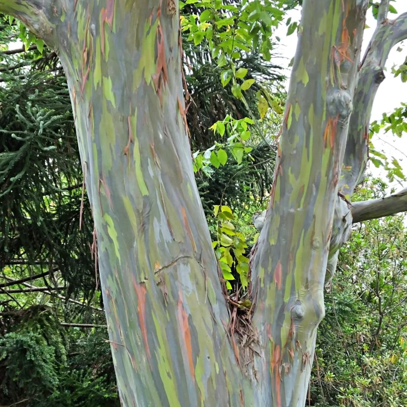 Large Eucalyptus Rainbow Tree, 48 - 70 Inches Tall, Dormant, No Leaf Until Spring, Live Rainbow Eucalyptus Plant