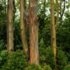 Large Eucalyptus Rainbow Tree, 48 - 70 Inches Tall, Dormant, No Leaf Until Spring, Live Rainbow Eucalyptus Plant