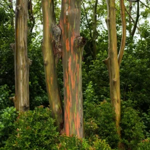 Large Eucalyptus Rainbow Tree, 48 - 70 Inches Tall, Dormant, No Leaf Until Spring, Live Rainbow Eucalyptus Plant